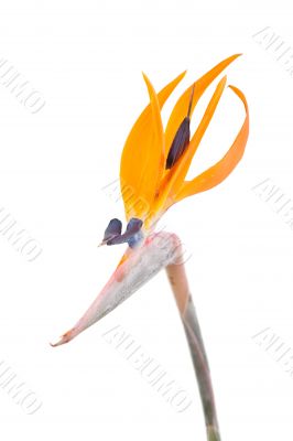 Bird of paradise flower, Strelitzia