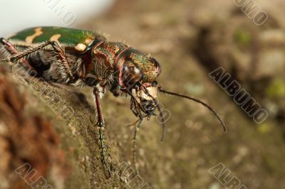 Carabidae  restricta