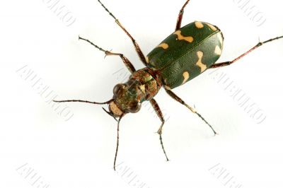 Carabidae  restricta