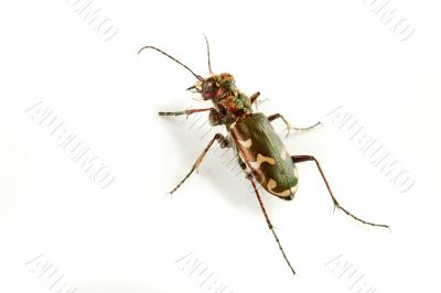 Carabidae  restricta