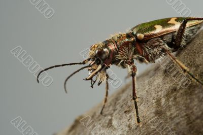 Carabidae  restricta