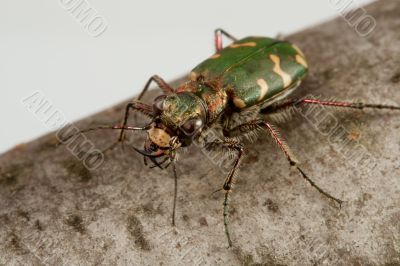 Carabidae  restricta