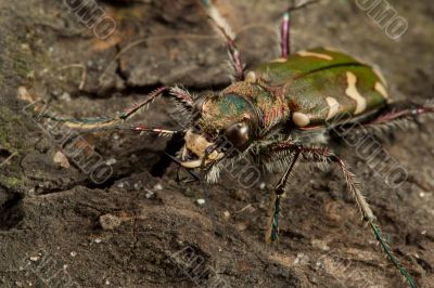 Carabidae  restricta