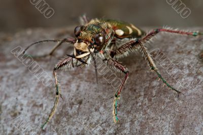 Carabidae  restricta