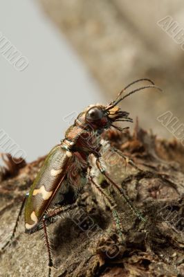 Carabidae  restricta