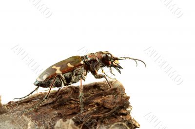 Carabidae restricta Carabidae restricta