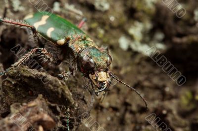 Carabidae  restricta