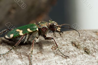 Carabidae  restricta