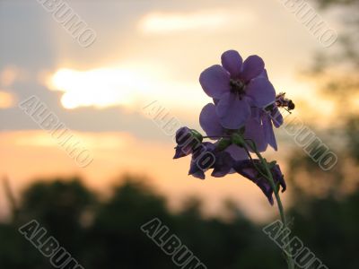  rays of sunset