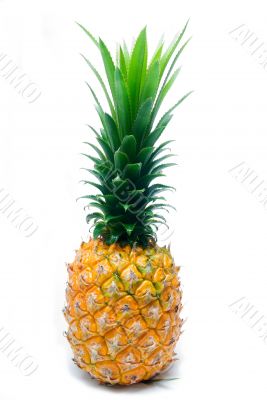 pineapple