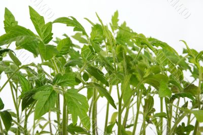 Sprouts of a tomato