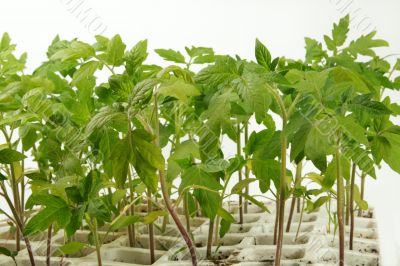 Sprouts of a tomato