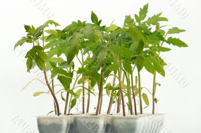 Sprouts of a tomato