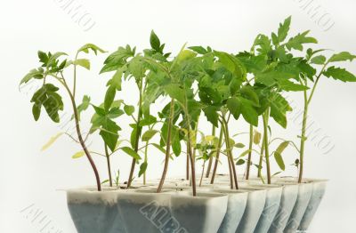Sprouts of a tomato Sprouts of a tomato