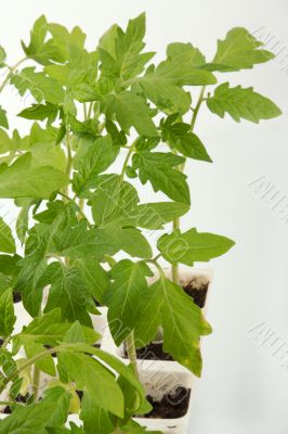 Sprouts of a tomato