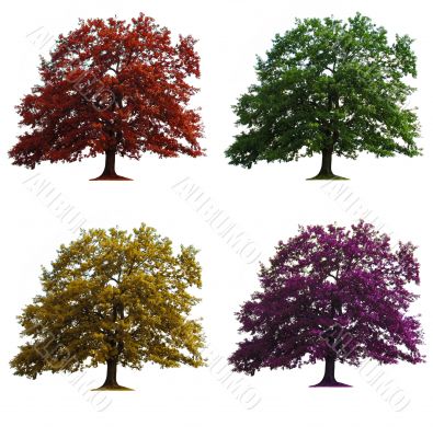 four oak trees isolated