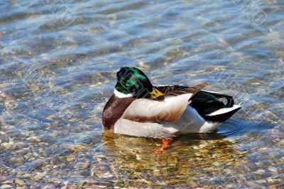Duck on water - Hygiene