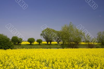 spring spring