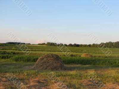 after haymaking