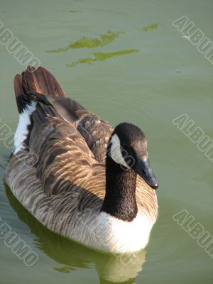 swimming on water