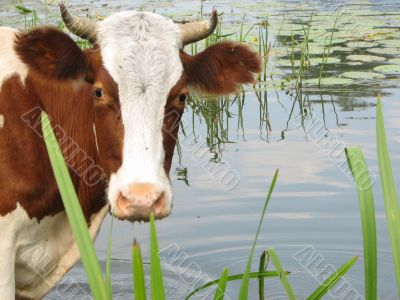   cow on watering