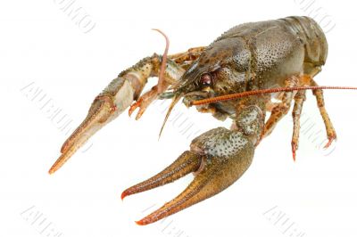 European crayfish