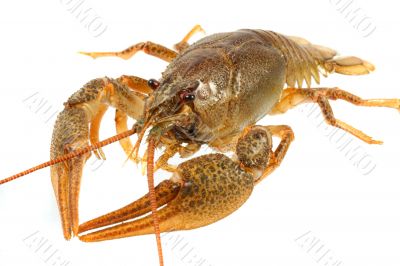 European crayfish