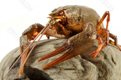 European crayfish