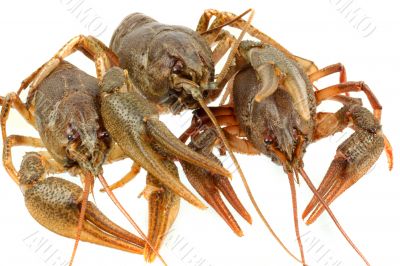 European crayfish