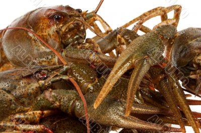 European crayfish