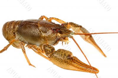 European crayfish