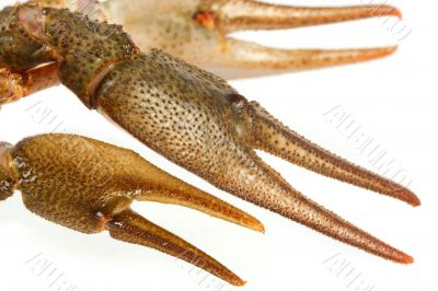 European crayfish