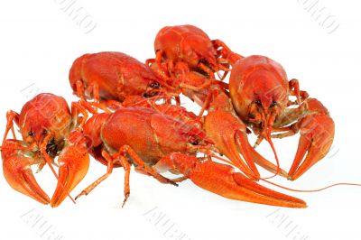 European crayfish