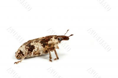 Weevil