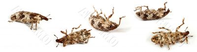Weevil Weevil
