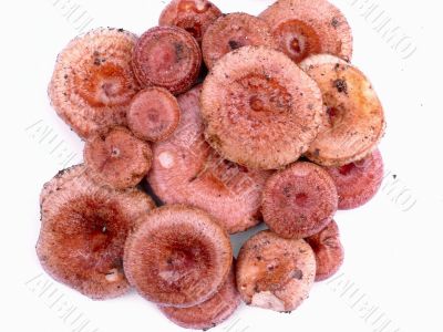 Mushrooms. A coral milky cap. Mushrooms. A coral milky cap.