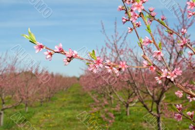 Peach Blossoms