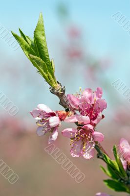 Pink Peach Blossoms