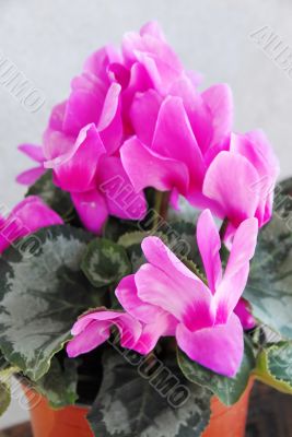 Pink cyclamen