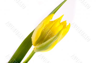 tulip