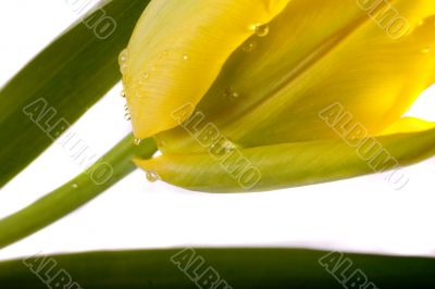 tulip tulip