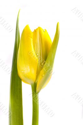 tulip