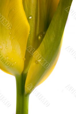 tulip