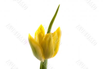 tulip