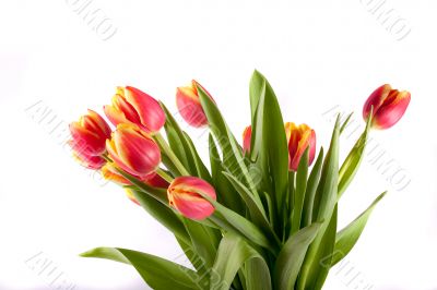 tulip