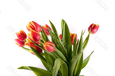 tulip tulip