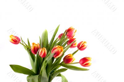 tulip