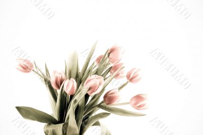 tulip tulip