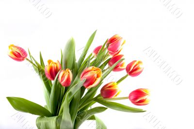 tulip