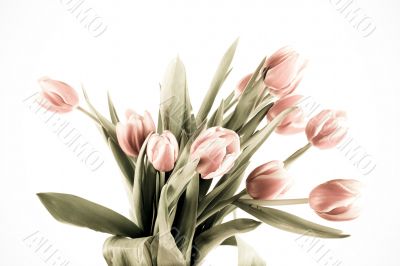 tulip